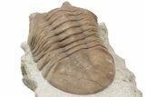D Asaphus Plautini Trilobite Fossil - Russia #200416-4